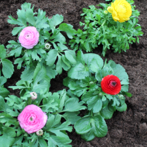 Im Garten fühlen sich Ranunkeln wohl